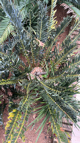 Cica Azul Espinhosa Rara