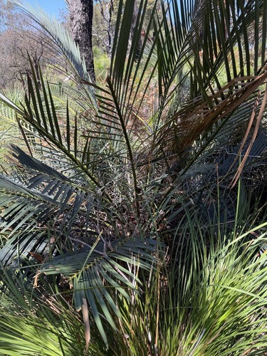 Macrozamia de Vaso