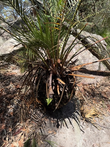 Macrozamia de Vaso