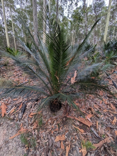 Macrozamia de Vaso