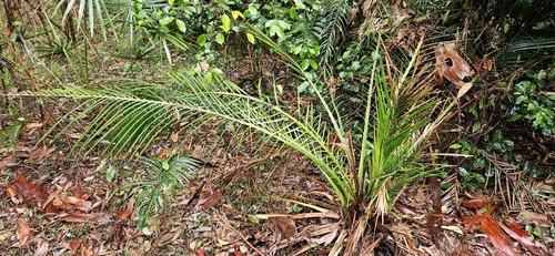 Macrozamia de Vaso