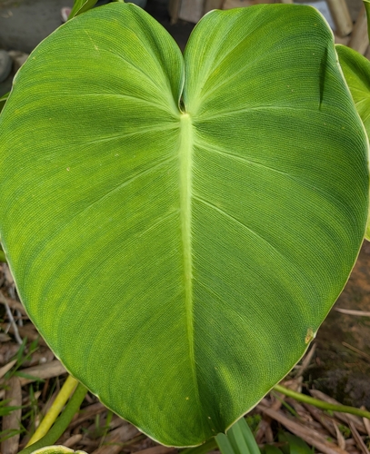 Filodendro Porco (Rugosum)