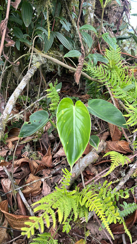 Filodendro Porco (Rugosum)