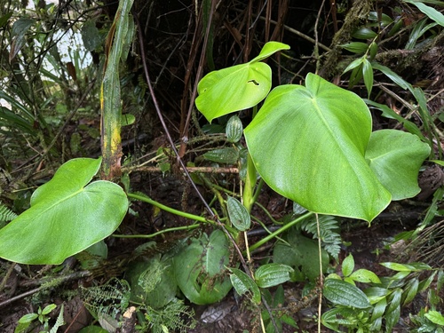 Filodendro Porco (Rugosum)