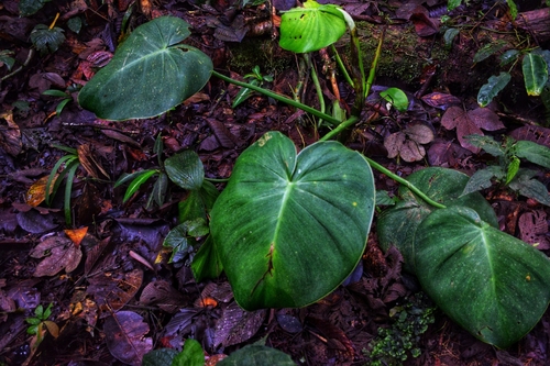 Filodendro Porco (Rugosum)