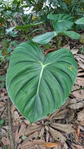 Filodendro Pastazanum Rasteiro