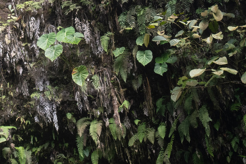 Filodendro Pastazanum Rasteiro