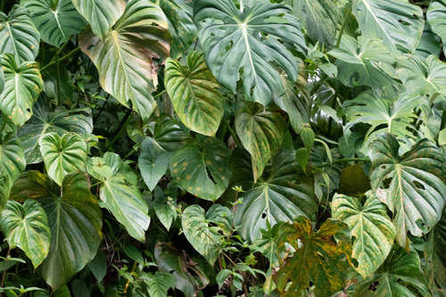 Filodendro Pastazanum Rasteiro