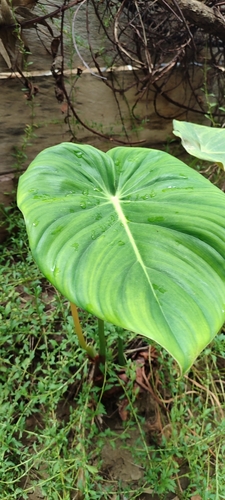 Filodendro Pastazanum Rasteiro
