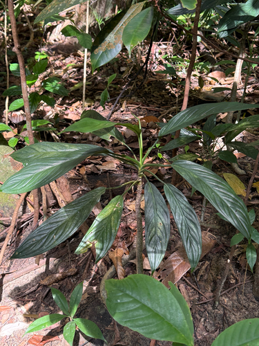 Aglaonema Suksom Jaiprang Vermelha
