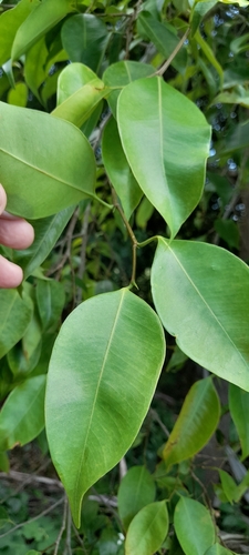 Ficus Benjamina Variegado