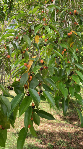 Ficus Benjamina Variegado