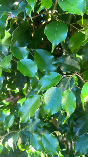 Ficus Benjamina Variegado