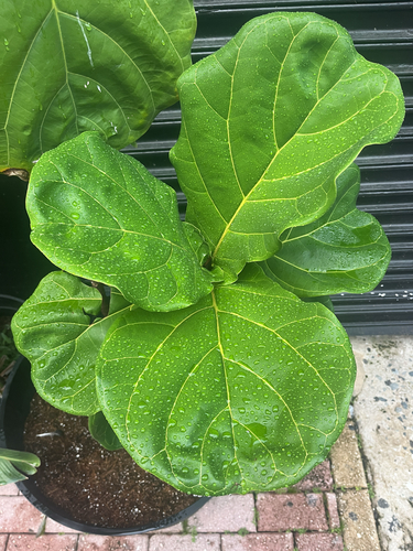 Ficus Lira Anão Bambino
