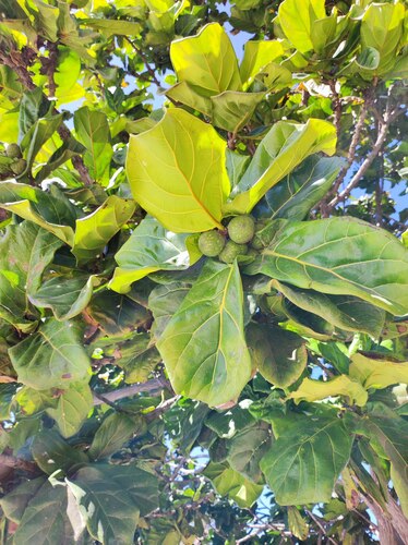 Ficus Lira Anão Bambino