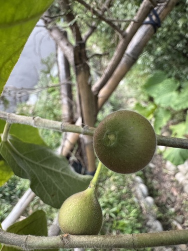 Ficus Microcarpa Ginseng