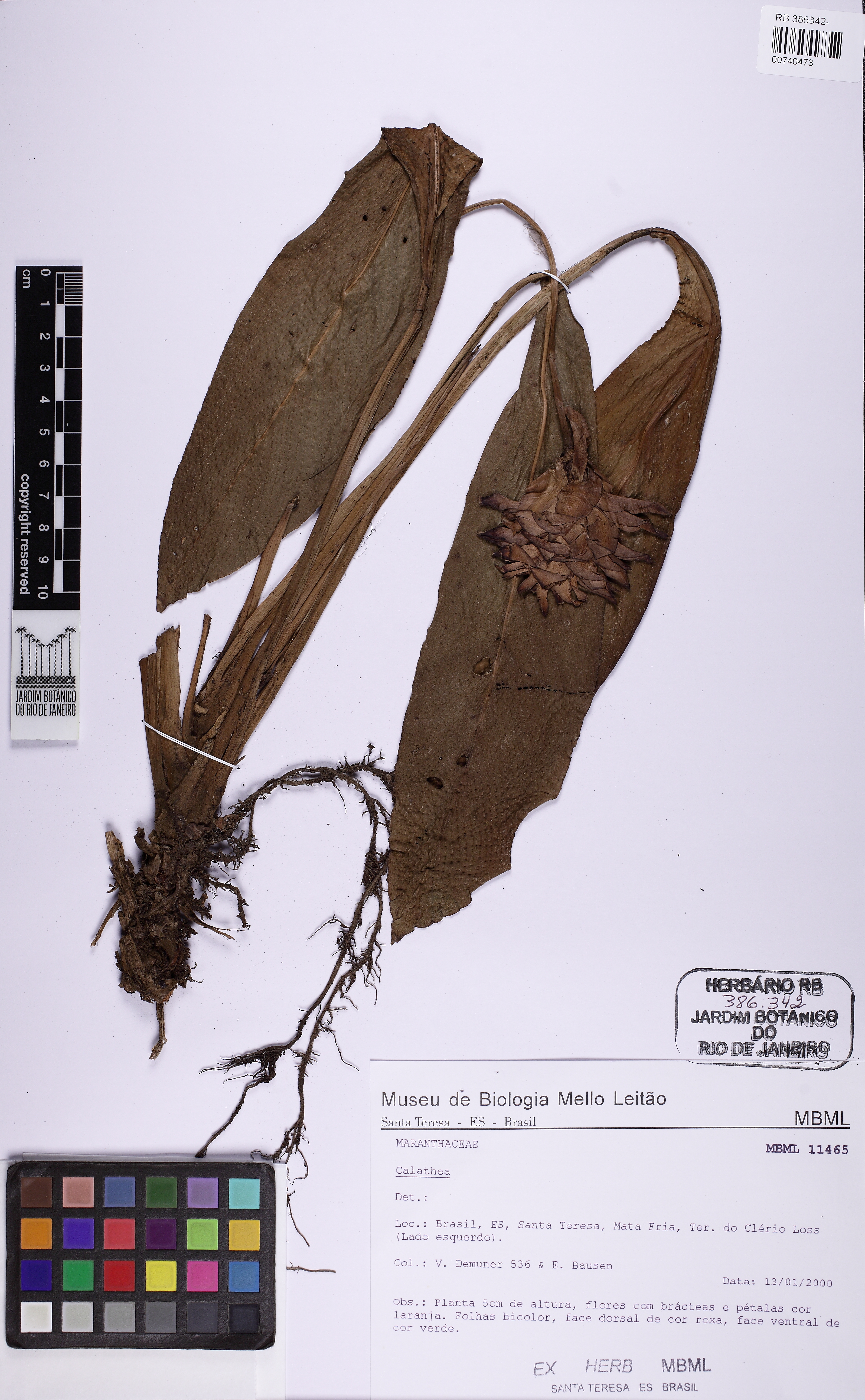 Maranta de Flor Laranja (Crocata)