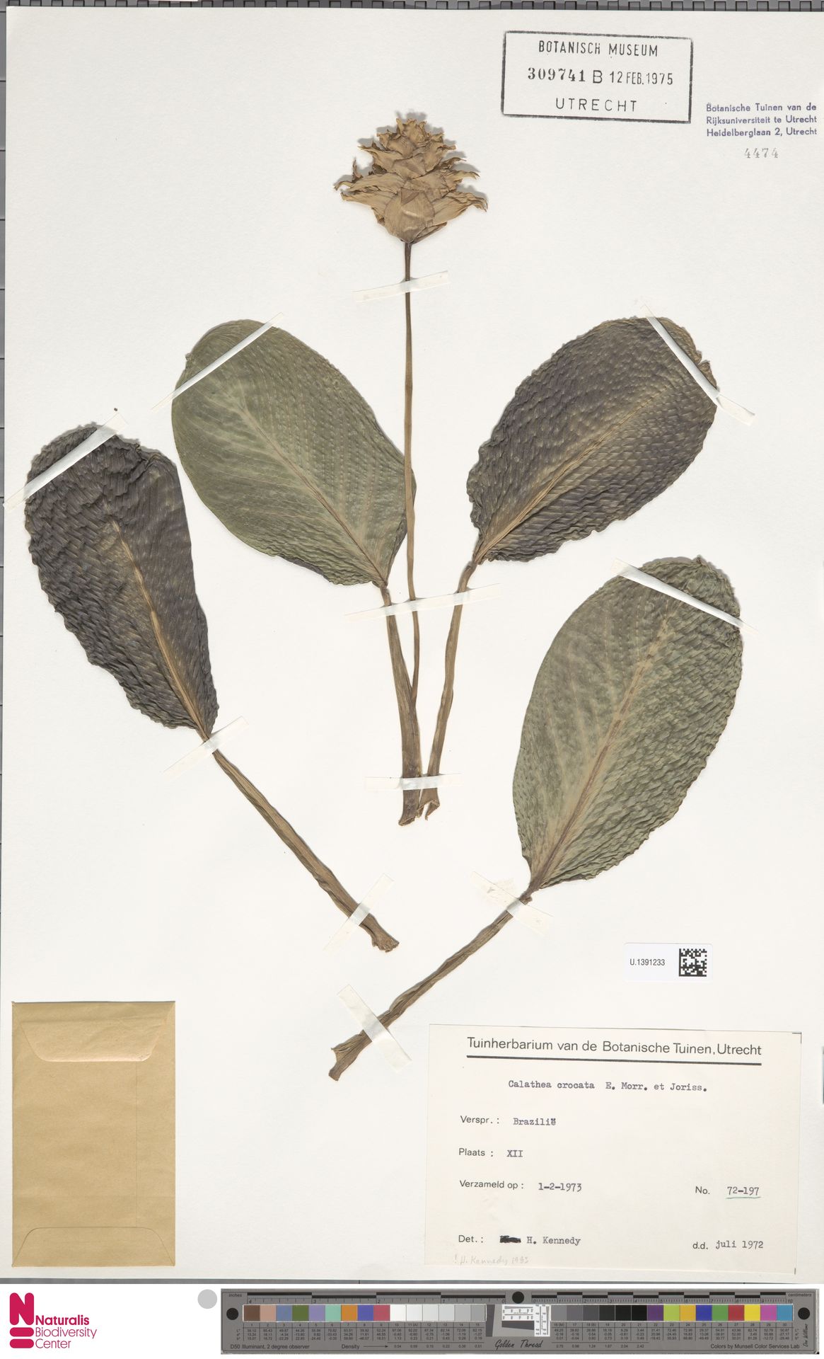 Maranta de Flor Laranja (Crocata)