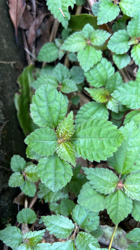 Pilea Chinesa Mojito Variegada