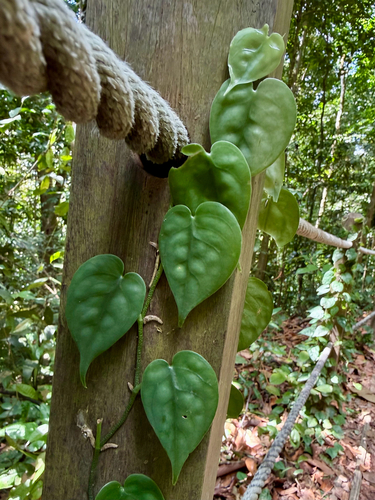 Scindapsus Pictus Exotica Gigante