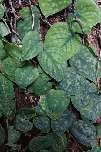 Scindapsus Pictus Exotica Gigante