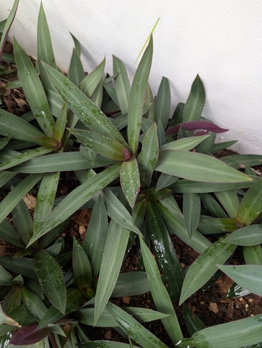 Abacaxi-roxo Tricolor