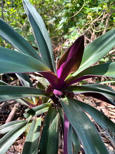 Abacaxi-roxo Tricolor
