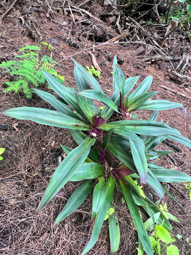 Abacaxi-roxo Tricolor