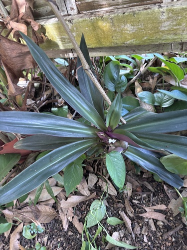 Abacaxi-roxo Tricolor