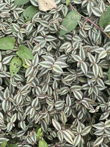 Lambari Quadricolor de Coleção