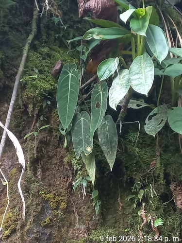 Antúrio Rainha Raro (Warocqueanum)