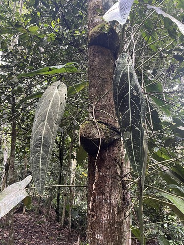 Antúrio Rainha Raro (Warocqueanum)