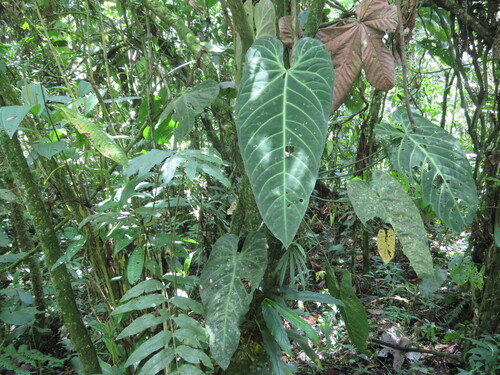 Antúrio Rainha Raro (Warocqueanum)