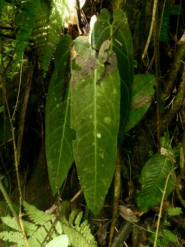 Antúrio Rainha Raro (Warocqueanum)
