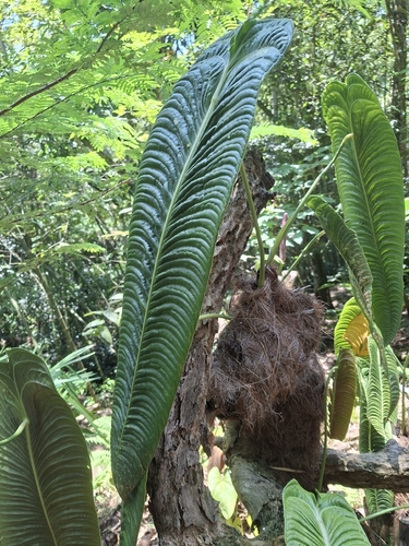 Antúrio Rei Raro (Veitchii)