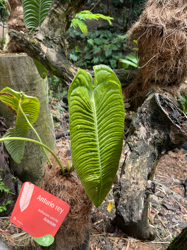 Antúrio Rei Raro (Veitchii)