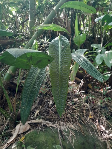 Antúrio Rei Raro (Veitchii)