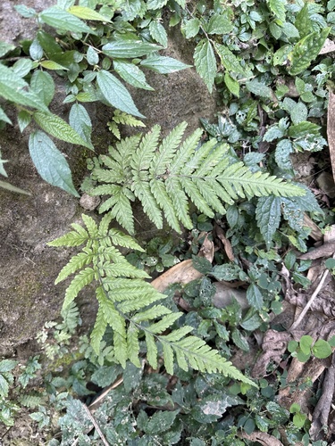Asplênio Fimbriatum Franjado