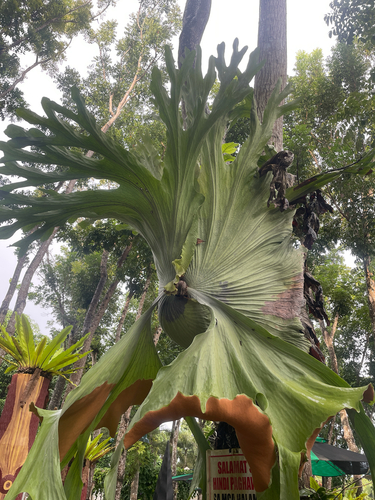 Chifre-de-veado Grande Raro