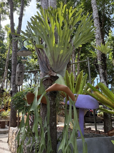Chifre-de-veado Grande Raro