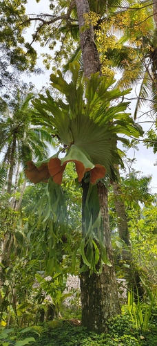Chifre-de-veado Grande Raro