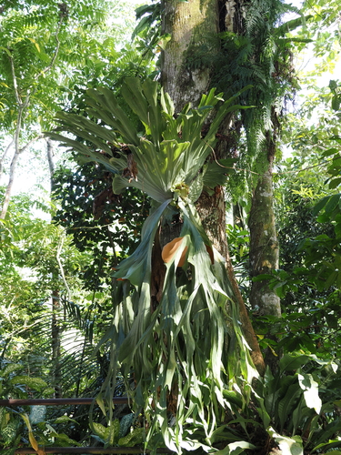 Chifre-de-veado Grande Raro