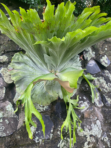 Chifre-de-veado Superbum