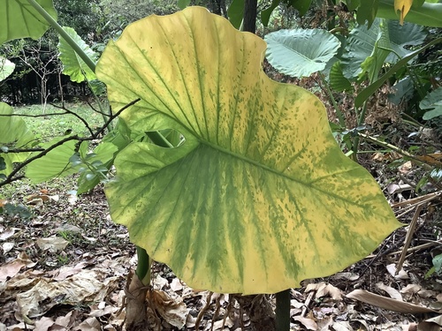 Alocásia Black Velvet Aveludada