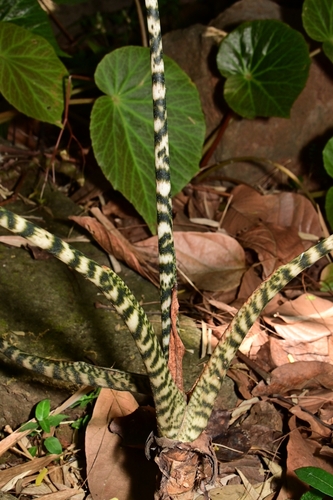 Alocásia Zebra de Haste Listrada