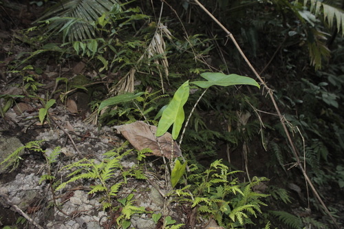 Alocásia Zebra de Haste Listrada