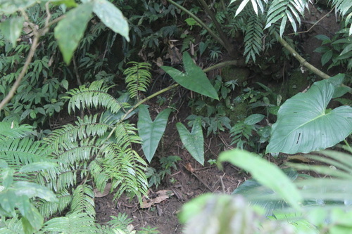 Alocásia Zebra de Haste Listrada