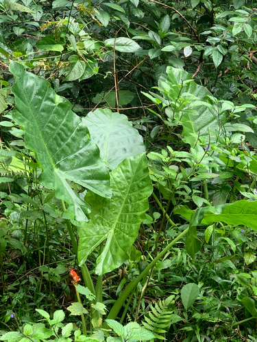 Alocásia Orelha de Elefante Gigante