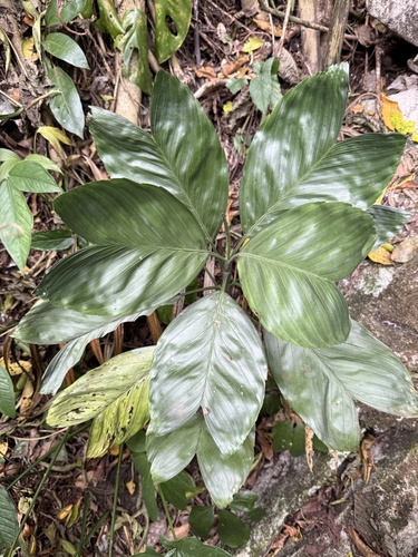 Palmeira Camedórea Metálica