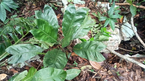 Palmeira Camedórea Metálica